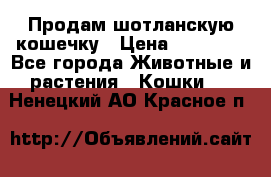 Продам шотланскую кошечку › Цена ­ 10 000 - Все города Животные и растения » Кошки   . Ненецкий АО,Красное п.